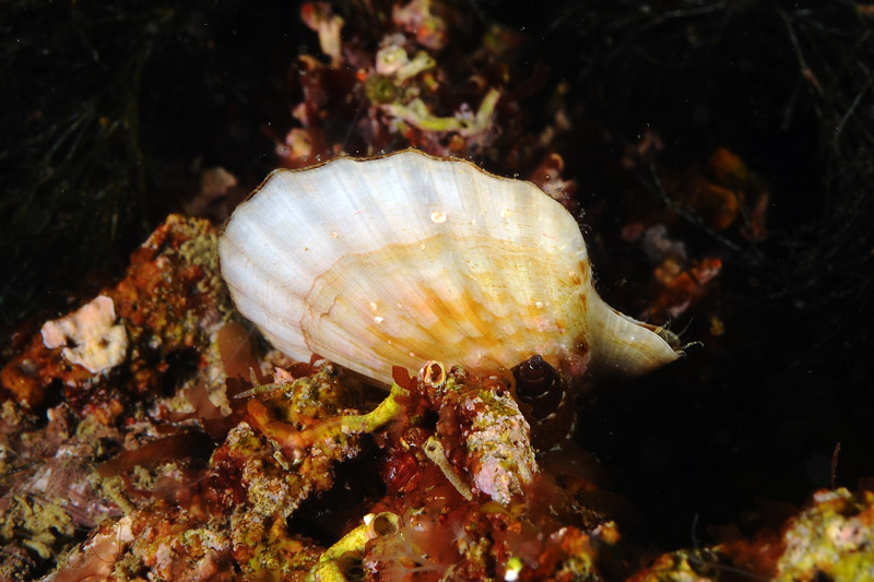 Bivalvi da determinare